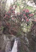 花園山シャクナゲ群落