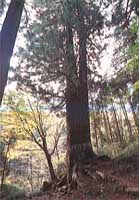 花園の大杉の写真