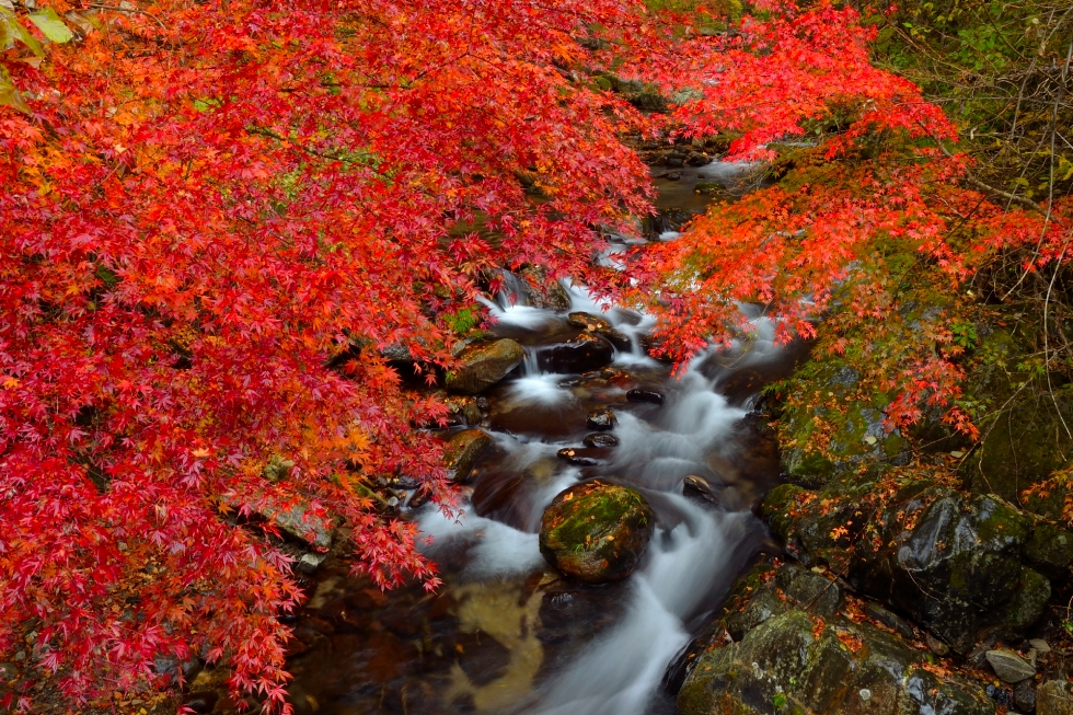 花園渓谷・紅葉