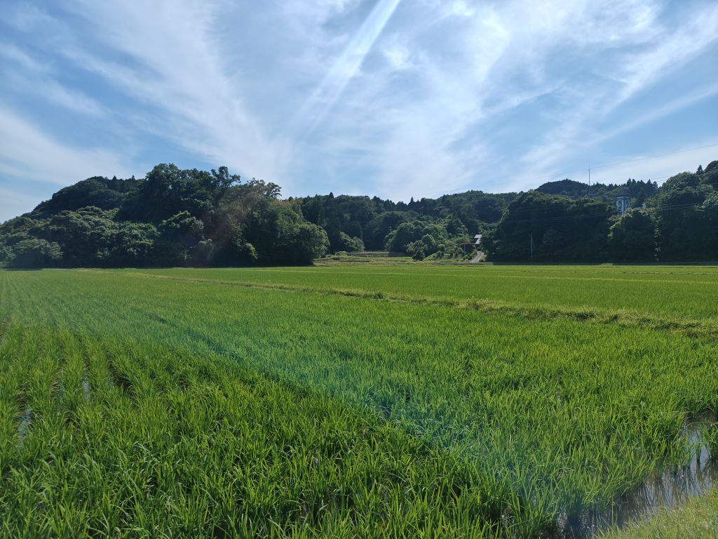 田んぼ
